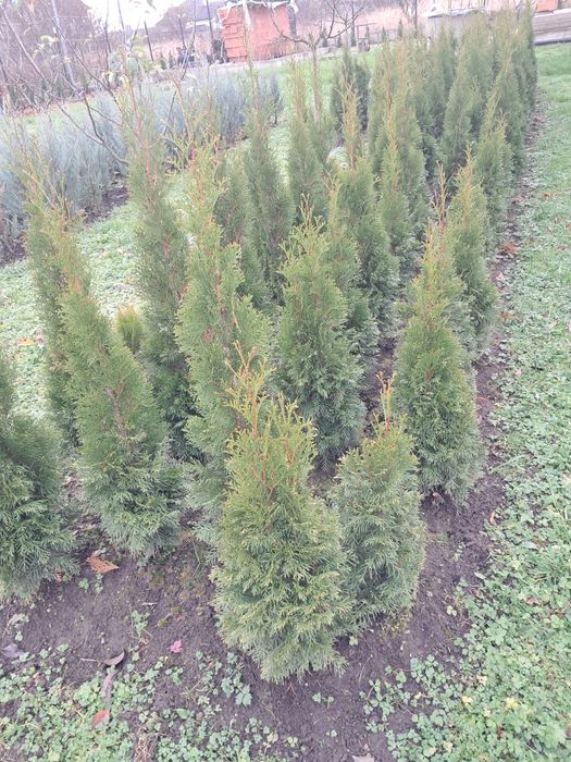 Туя смарагд, ялівець блу ероу