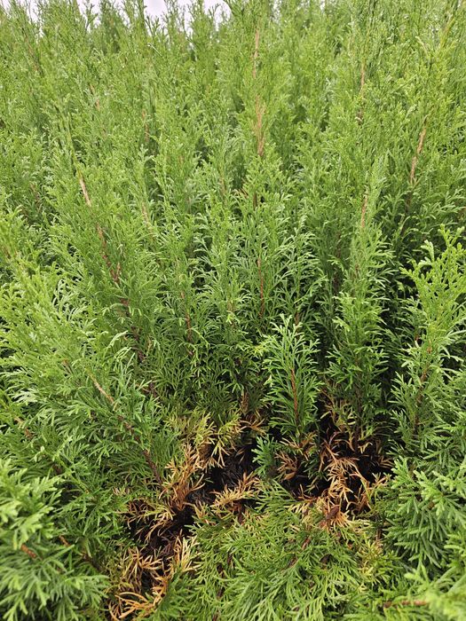 Tuja Smaragd - Szmaragd, trzyletnie sadzonki