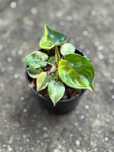 Philodendron Billietiae Variegata Filodendron Rośliny Kolekcjonerskie