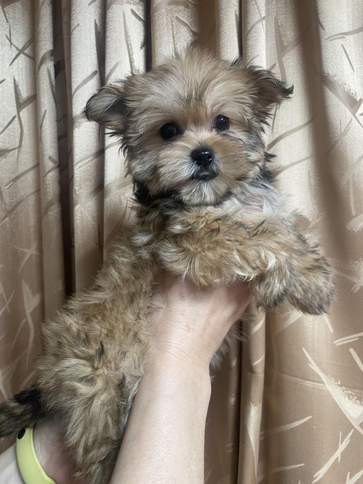 Щенки йоркширский терьер