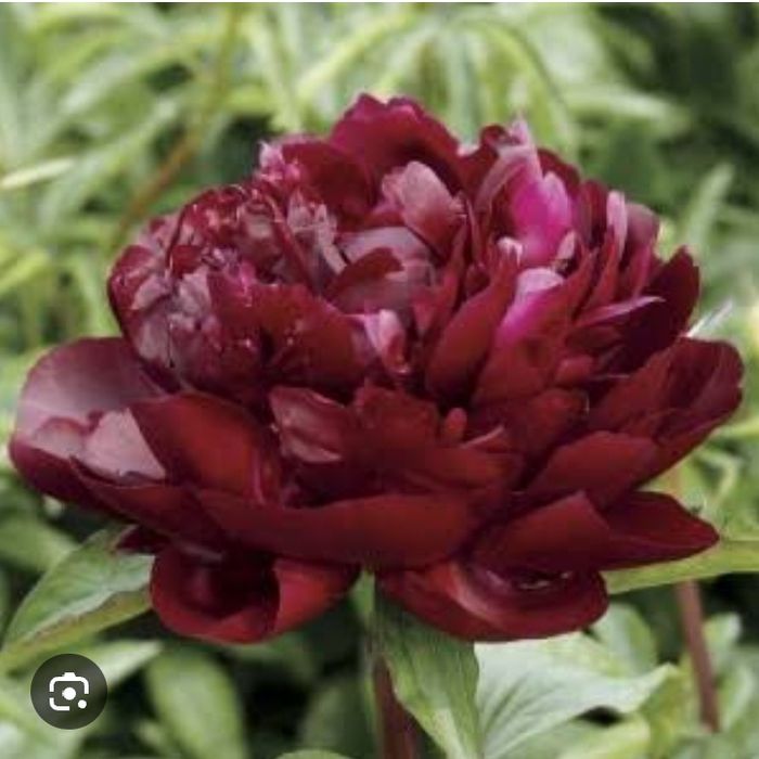 Поділки півонії бордової