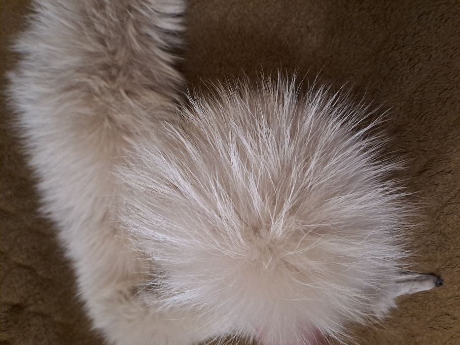 Мех енота натуральный мех меховой воротник опушка хутро комир