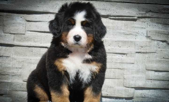 Bouvier Bernois disponível