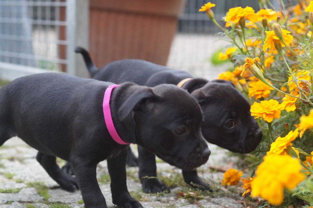 Staffordshire bull terrier ZKwP/ FCI