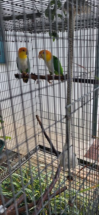 Marianinhas/Ecletus