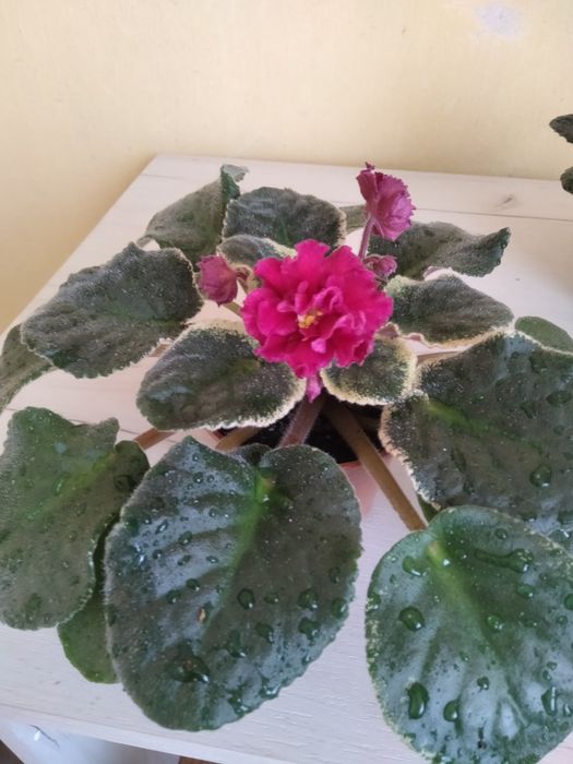 Дві фіалочки і різдяник