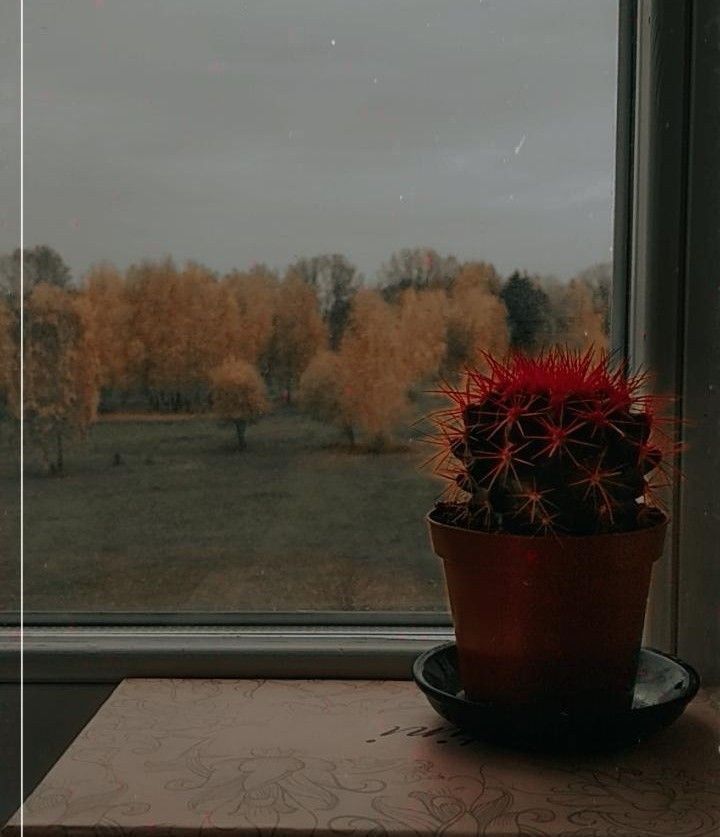Різнокольорові кактуси