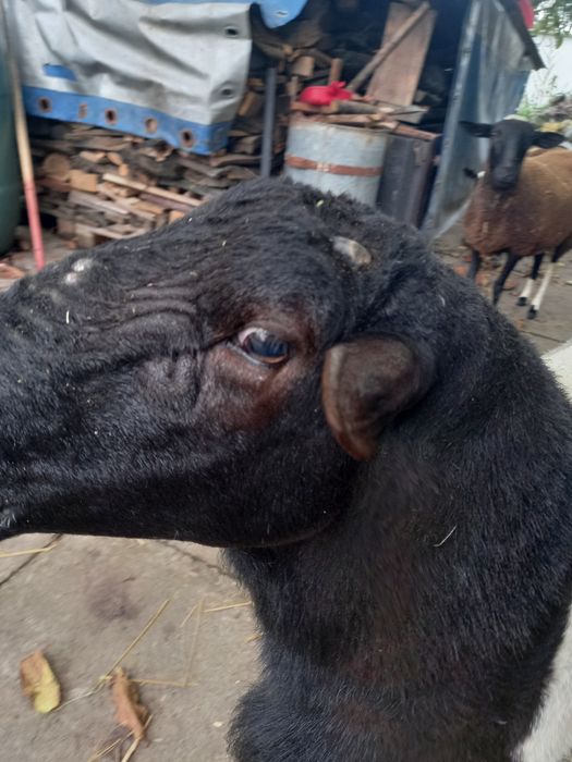 Продається баран дорпер.