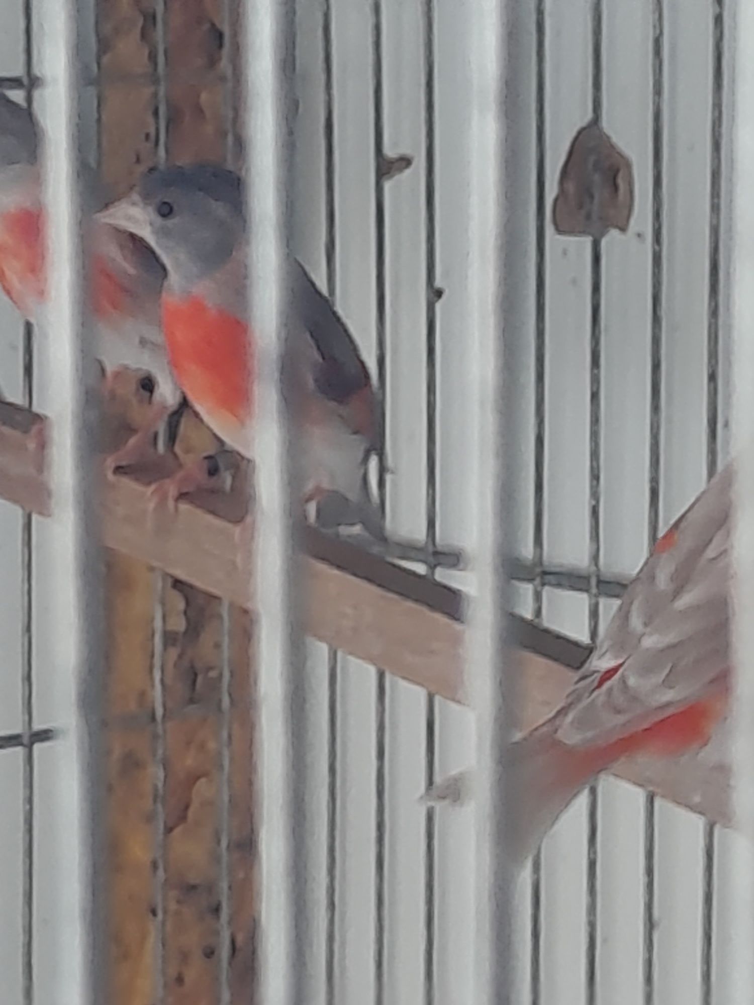 Cardinalitos da Venezuela