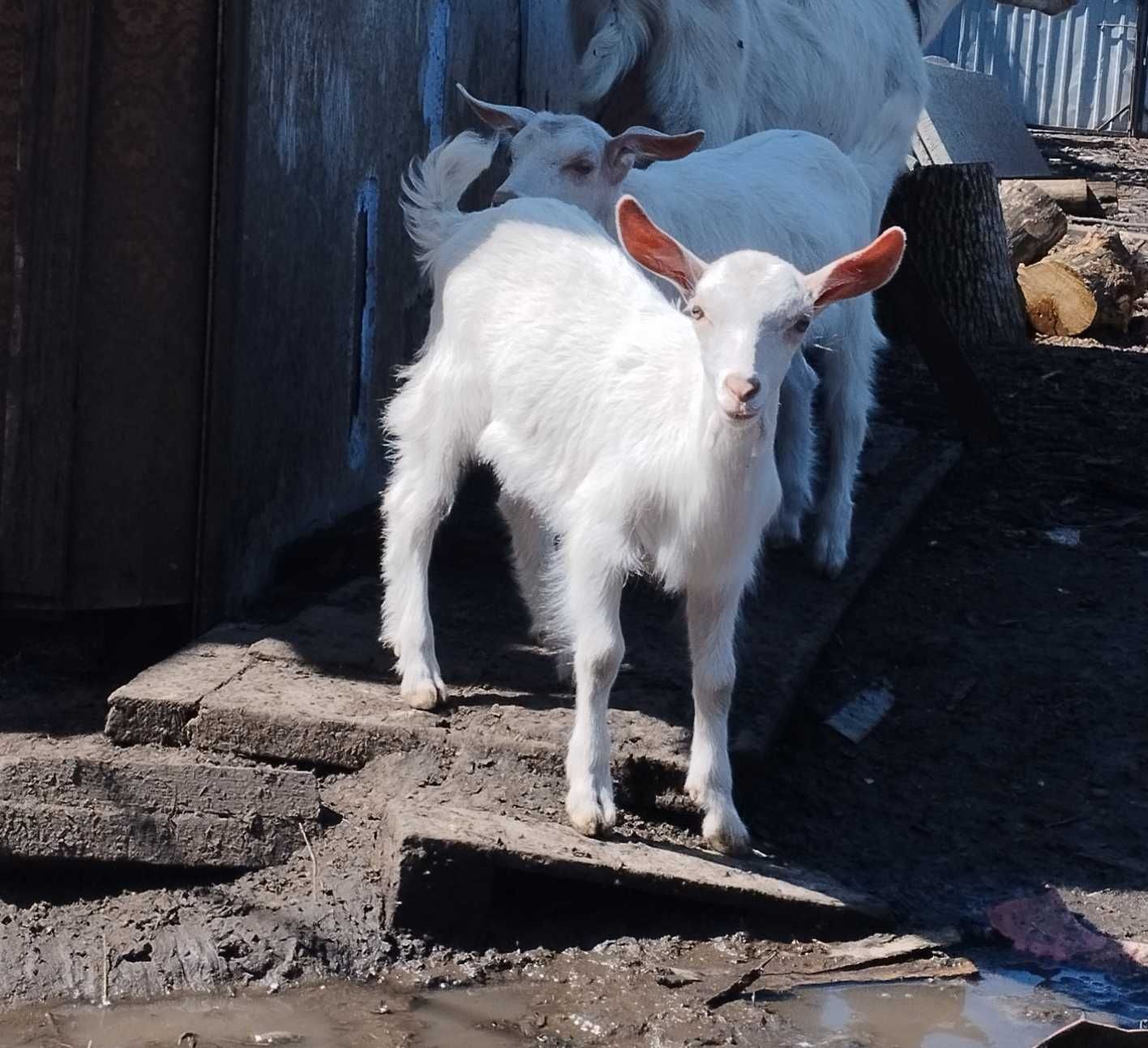 Продам козенят від зааненської кози