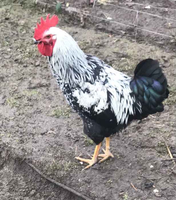 Zamienie lub sprzedam. Kogut zagrodowy zdrowy