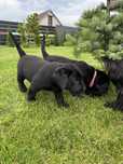 Labrador retriver miot A Afgan