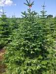 JODŁA KAUKASKA PLANTACJA -producent -cięta,kopana ,świerk