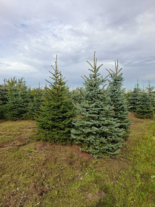 Świerk Srebrny 'Kaibab' wys. od 270 cm do 350 cm Choinki Świąteczne