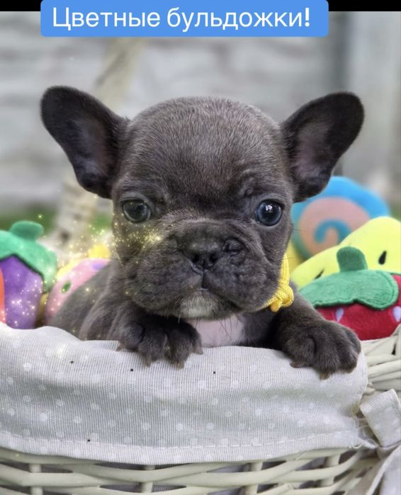 Люкс щенки французского бульдога