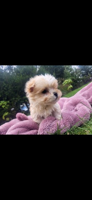 Chłopczyk Maltipoo