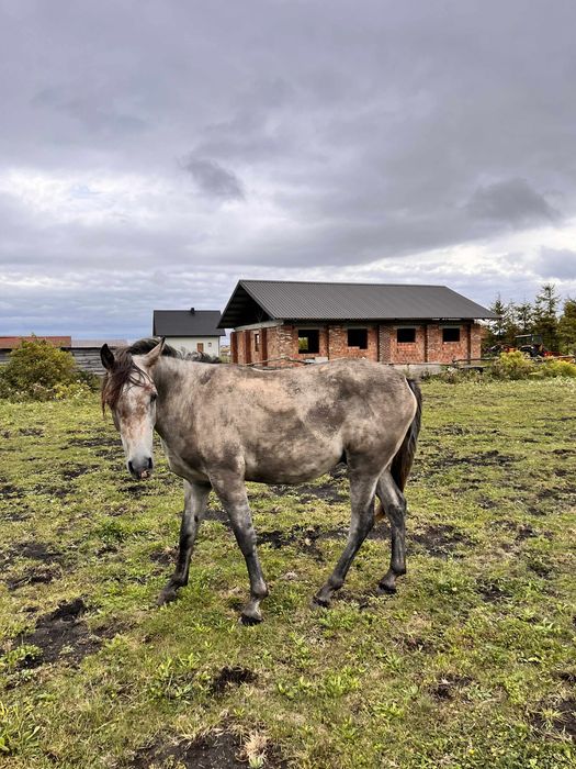 Czysta Krew Arabska Castini Wałach