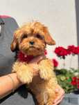Cavapoo sunia .Toy Cavalier.