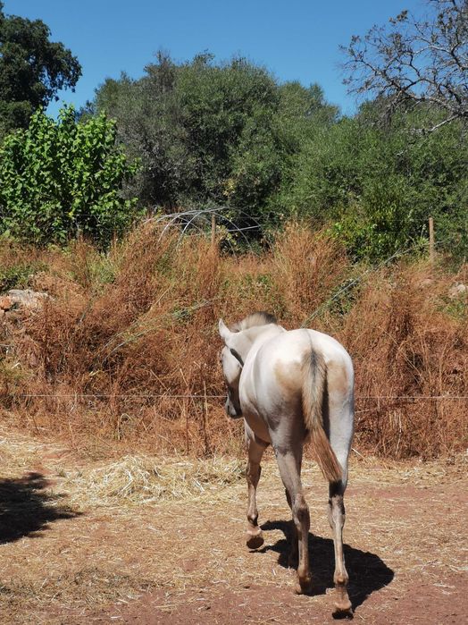 Sorraia x Lusitano lindissima e meiga