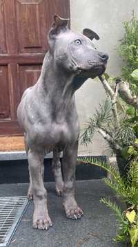 Thai ridgeback dog