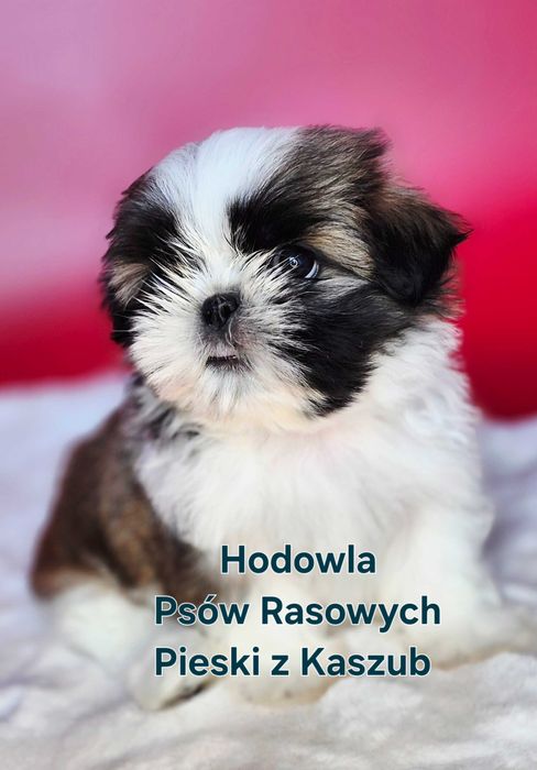 Shih-tzu chłopiec Typ Laleczki Gotowy do Odbioru