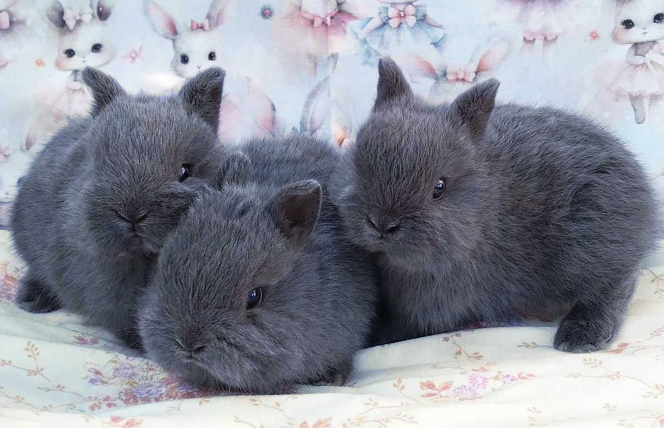 Karzełek niderlandzki, Mini lop baranek, maleńkie cuda - WARSZAWA