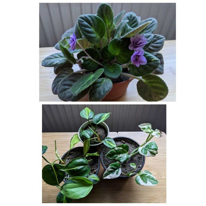 Кімнатні рослини фіалка, сциндаптус або потос, філодендрон