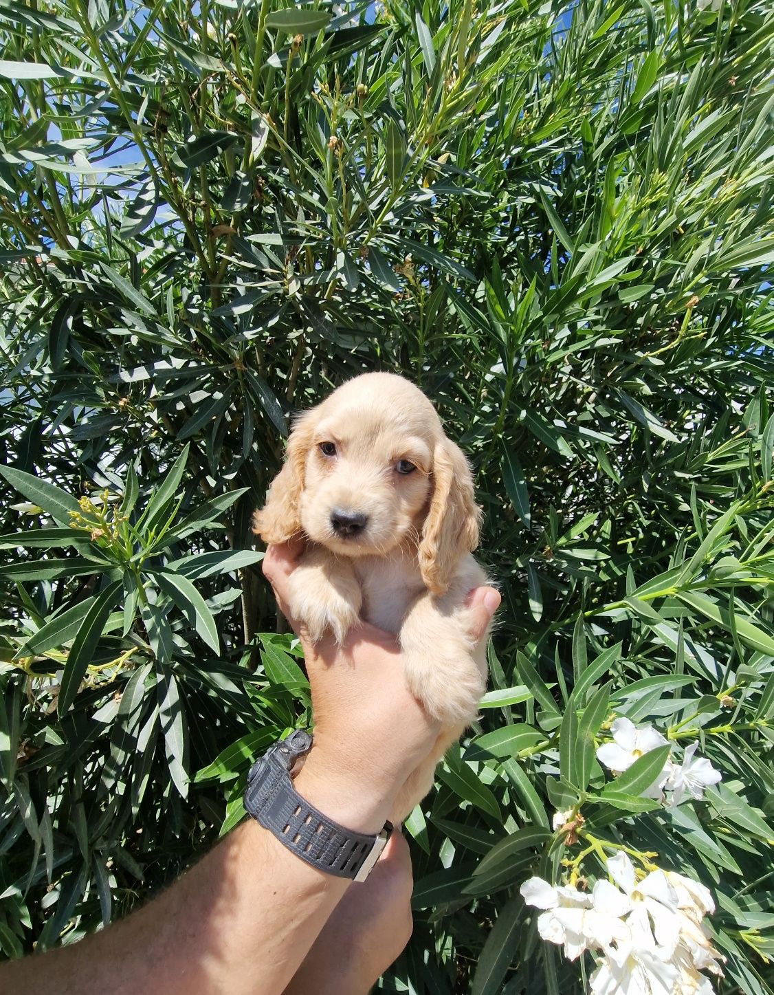 Cocker Spaniel Inglês dourado