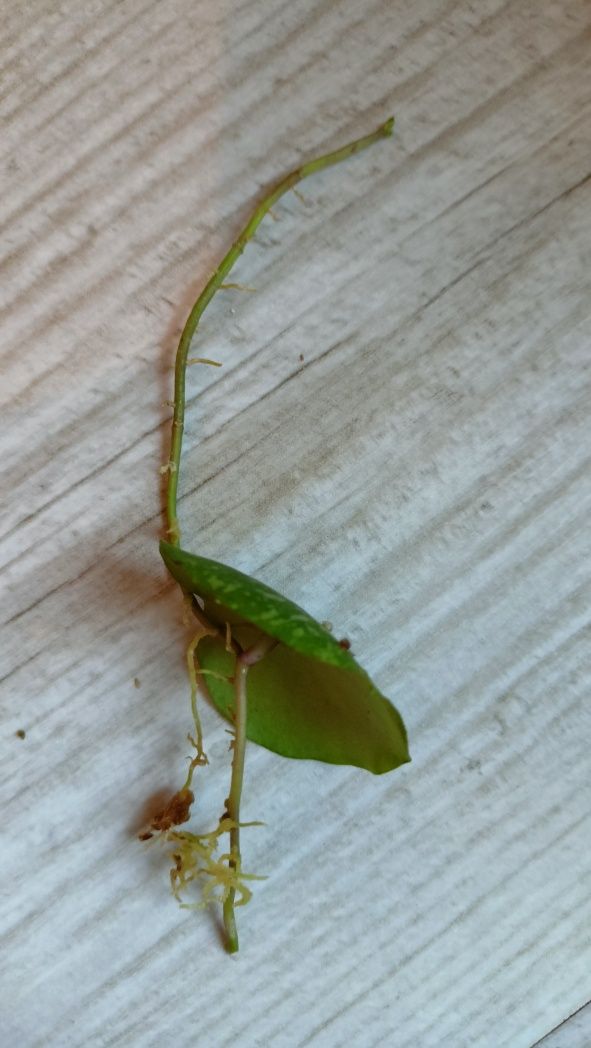 Hoya imbricata sadzonka