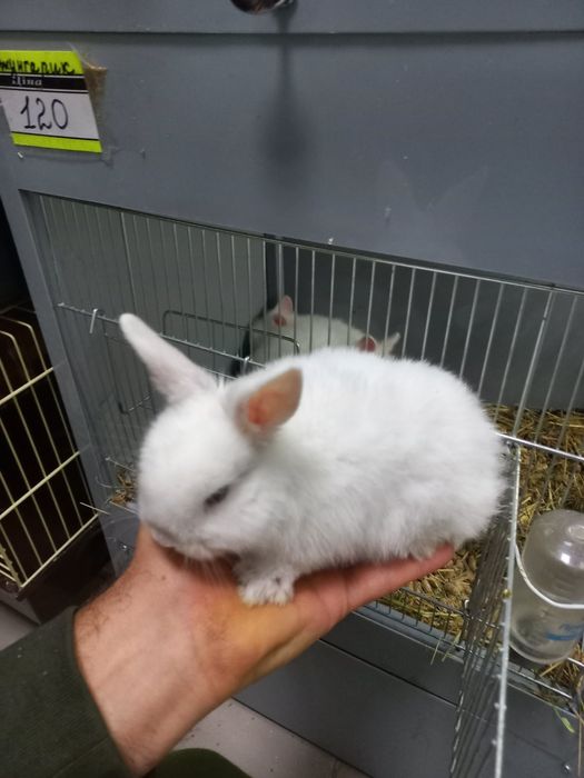 Декоративні кролики