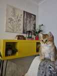 Gatinha British Shorthair Golden Shadded