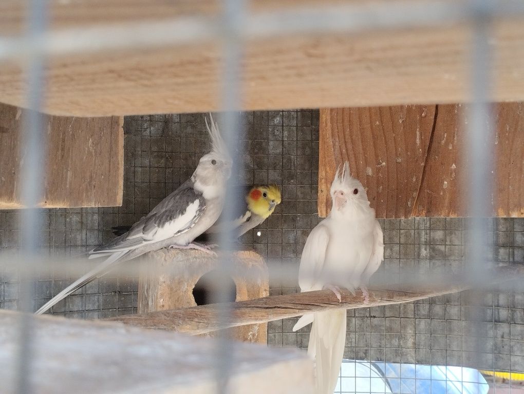 Vendo 2 casais de caturras e um casal de agapórnis