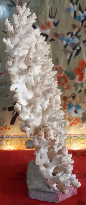 Bonito e Grande Coral peça em forma de Leque,