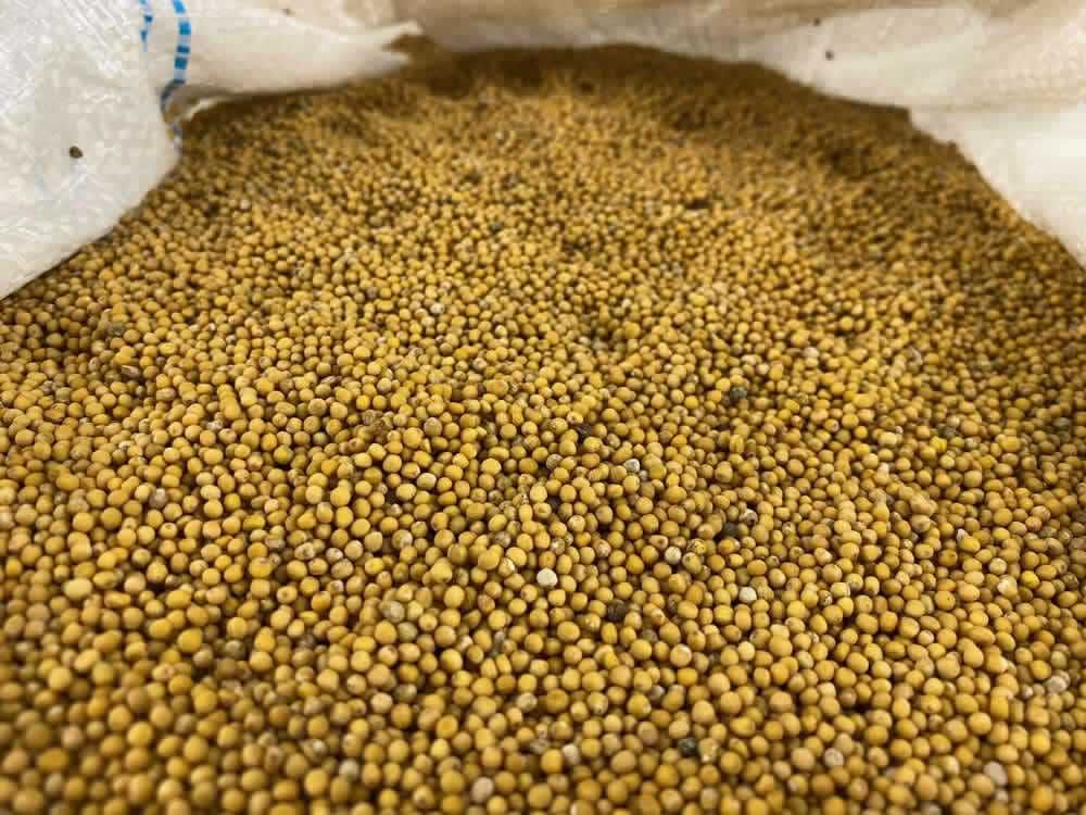 Gorczyca Siewna Miododajna na Poplon i ziarno bez glifosatu 5 KG
