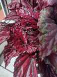 Begonia królewska-begonia de hoja-begonia rex
Begonia de hoja - Begoni