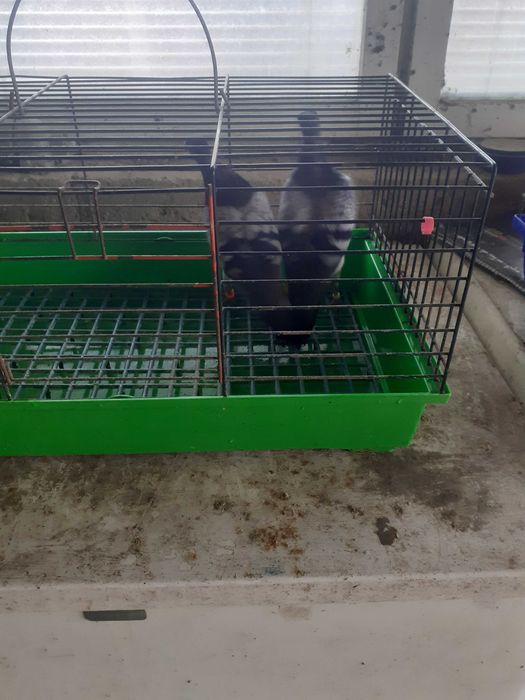 Parka ładnych dereszy