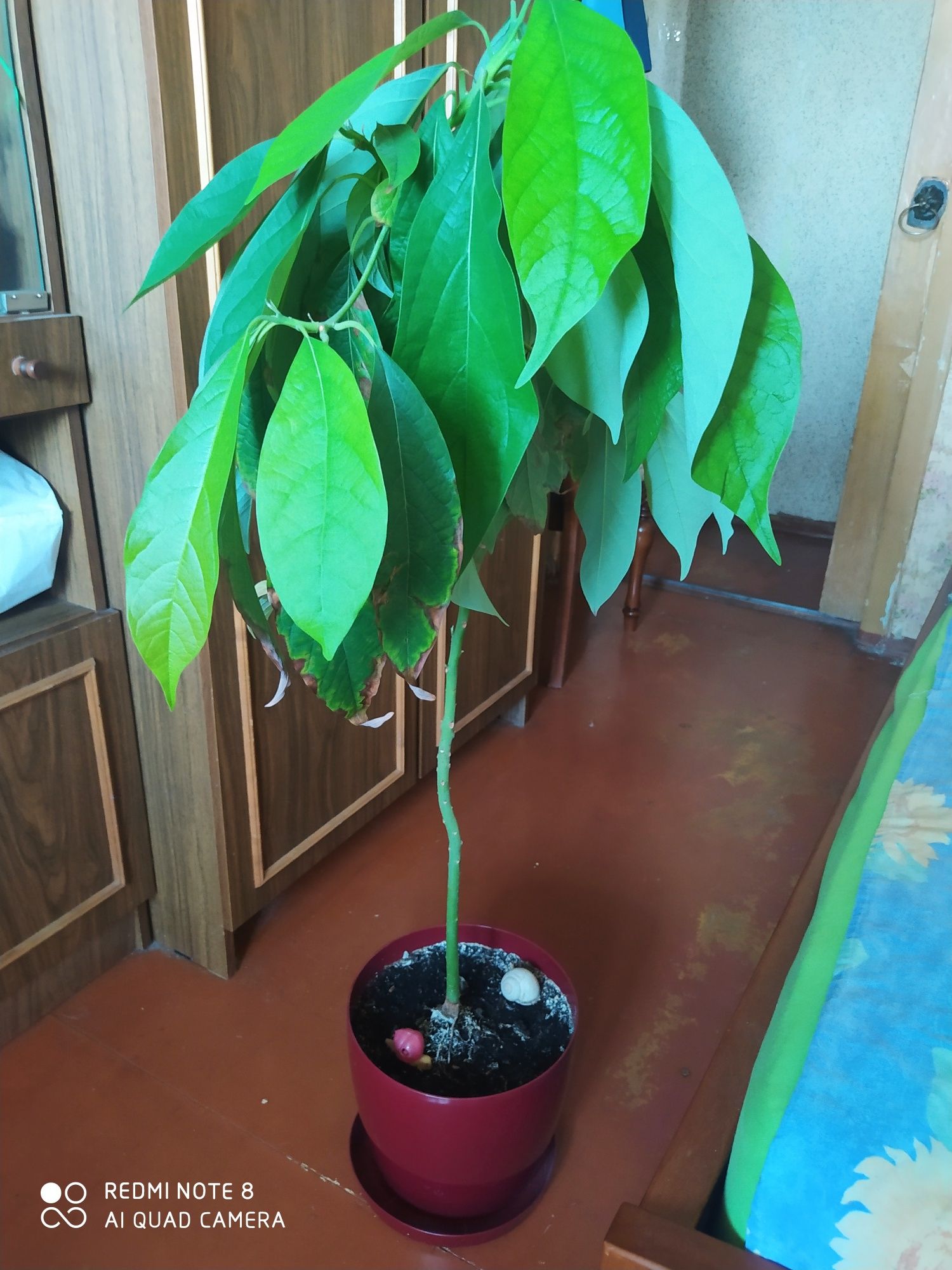 Авокадо высота растения  без вазона 100 см