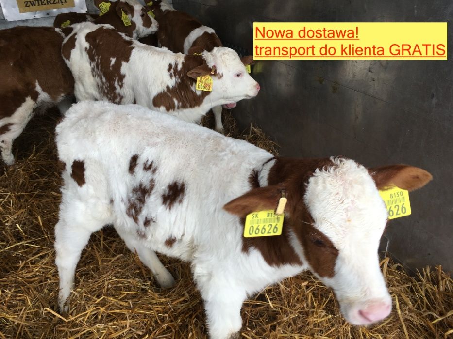 Cielęta, byczki, byki mięsne - dowóz gratis