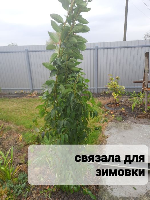 Форзиция,  айва , крыжовник