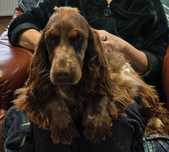 Cocker Spaniel. Suszka 9msc. Liver Roan.  Rodowód