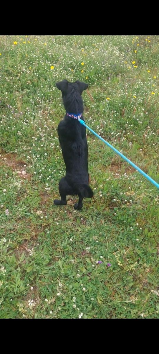 Patterdale Terrier