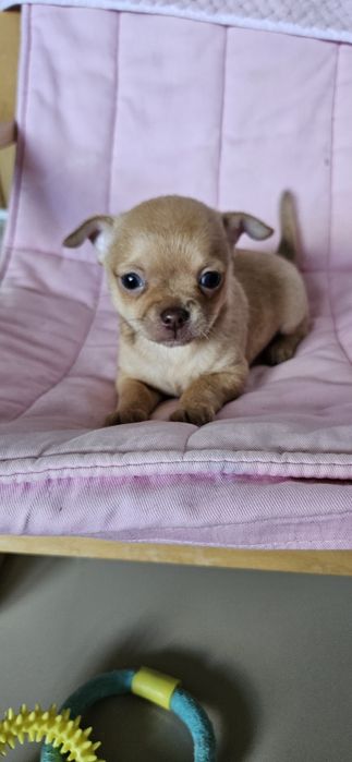 Piesek chihuahua
