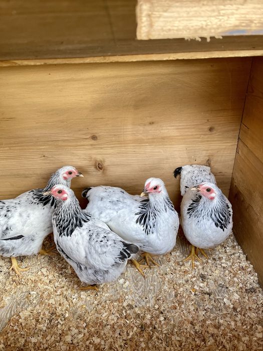 Wyandotte wyandotta miniaturowe columbia