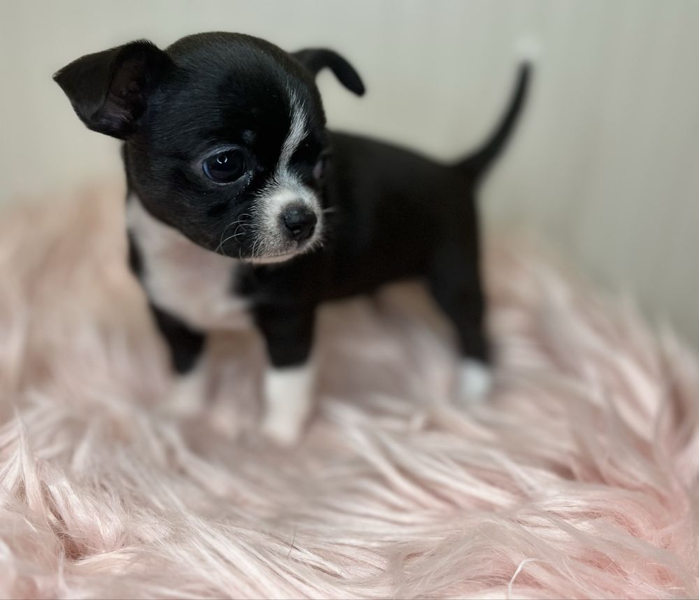 Chihuahua Femea  Pelo Curto