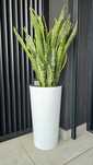 Vaso decorativo 47cm altura + planta Sansevieria