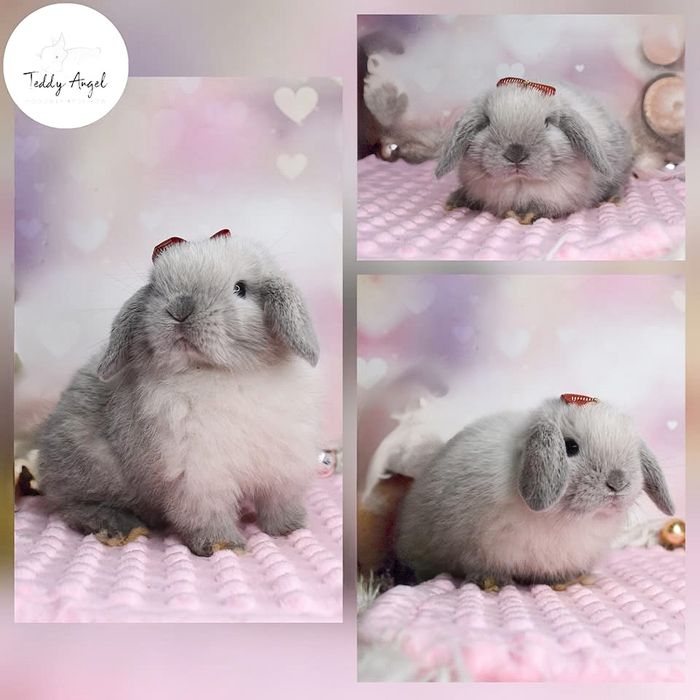 Królik Niebieski /Karzełek Teddy Mini Lop/Hodowla zarejestrowana