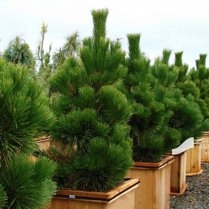 Сосна черная японская Тунберга