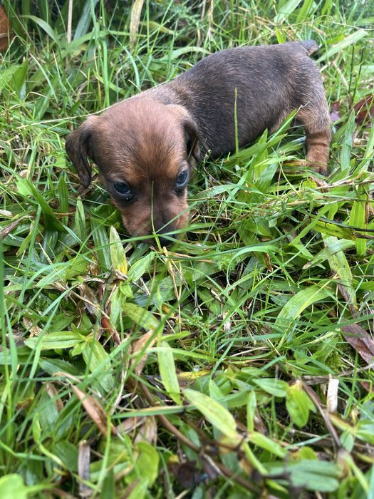 Menino teckel miniatura