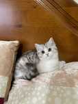 Gato scottish fold e straight