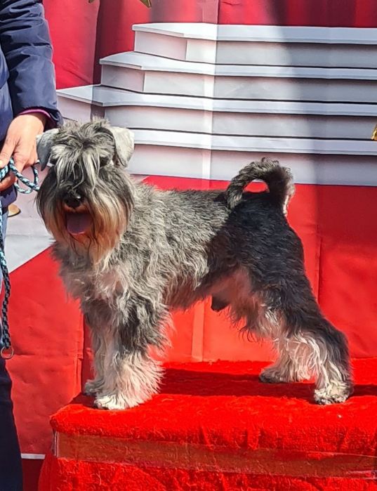 Кобель цвергшнауцера для вязки